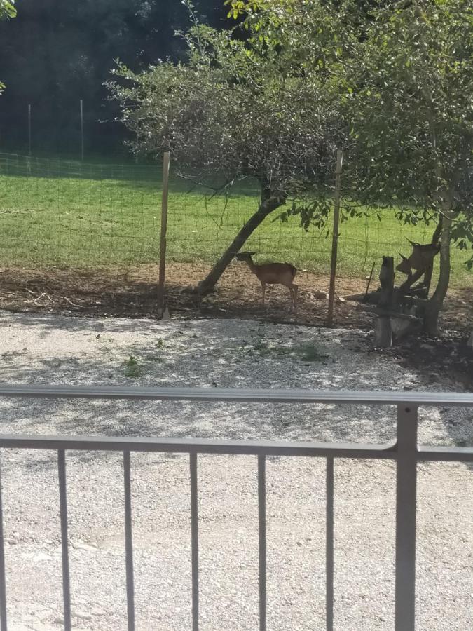 Alloggio E Agriturismo De Poanute Faedis Buitenkant foto